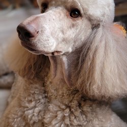 Spotted Dog Pet Grooming Gift Greeting Cards Email, Text or