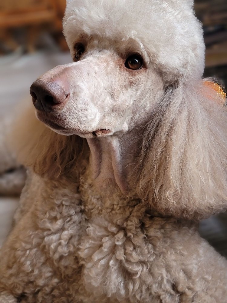 Spotted Dog Pet Grooming
