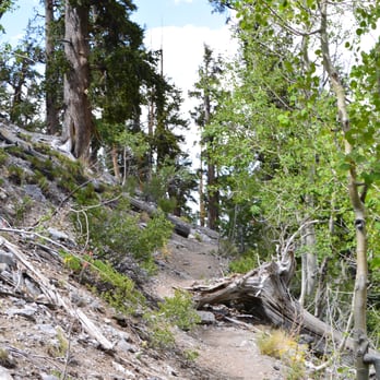 Raintree via North Loop - more of the trail - Hiking Near Me - Mt. Charleston, Nevada
