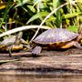 Photo of Honey Island Swamp Tours