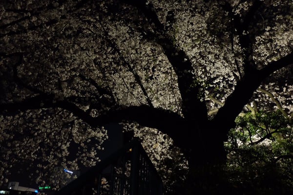 Kamon-yama Park by null