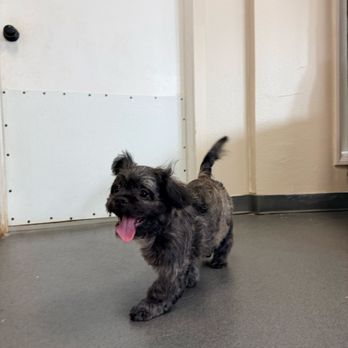 Comfy Home - Pet Boarding Near Me - Anaheim, California