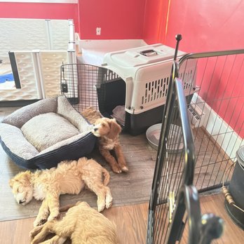 PetSmart Dog Training - Puppy room - Pet Training Near Me - Flint, Michigan