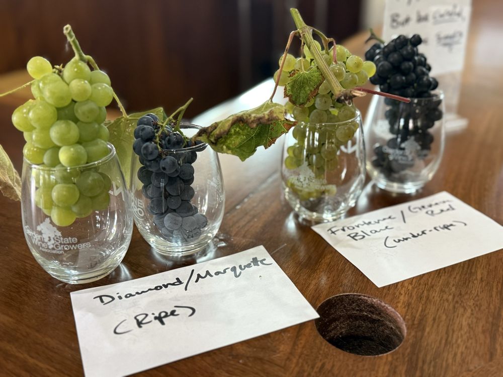 Brook Hollow Winery - vineyard in Columbia, NJ