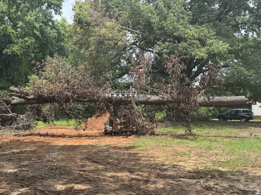 Tree Services - We deliver unparalleled tree care solutions, ensuring your trees are not just healthy and beautiful, but also a safe and valuable asset to your property!