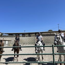 TK Dressage Unlimited - Good friends