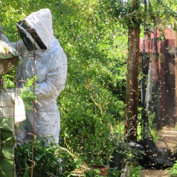 Scott the Bee Man - A hot mess of Africanized bees! - Pest Control Near Me