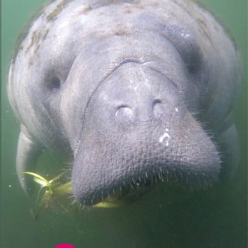 Fun 2 Dive Manatee Tours - Mama - Snorkeling Near Me - Crystal River, Florida