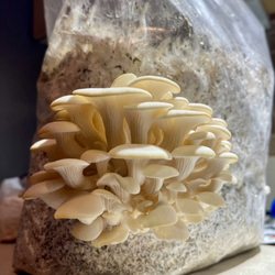 MycoHaus