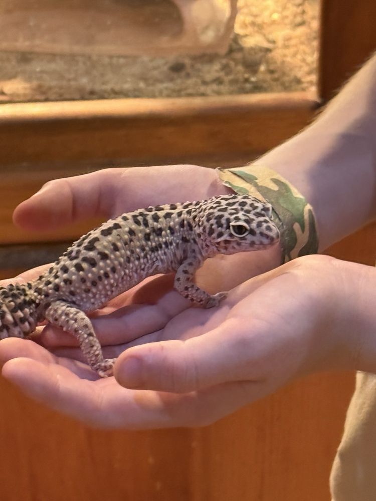 Social spots from Gator Country