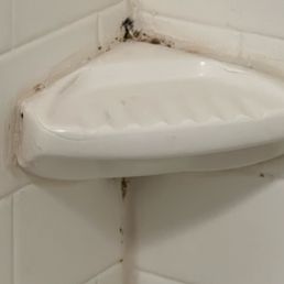 Mold and mildew Mold and mildew