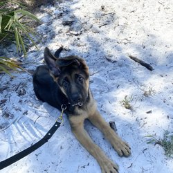 Maverick, German Shepherd, Companion Dog Training, Port Charlotte, Florida