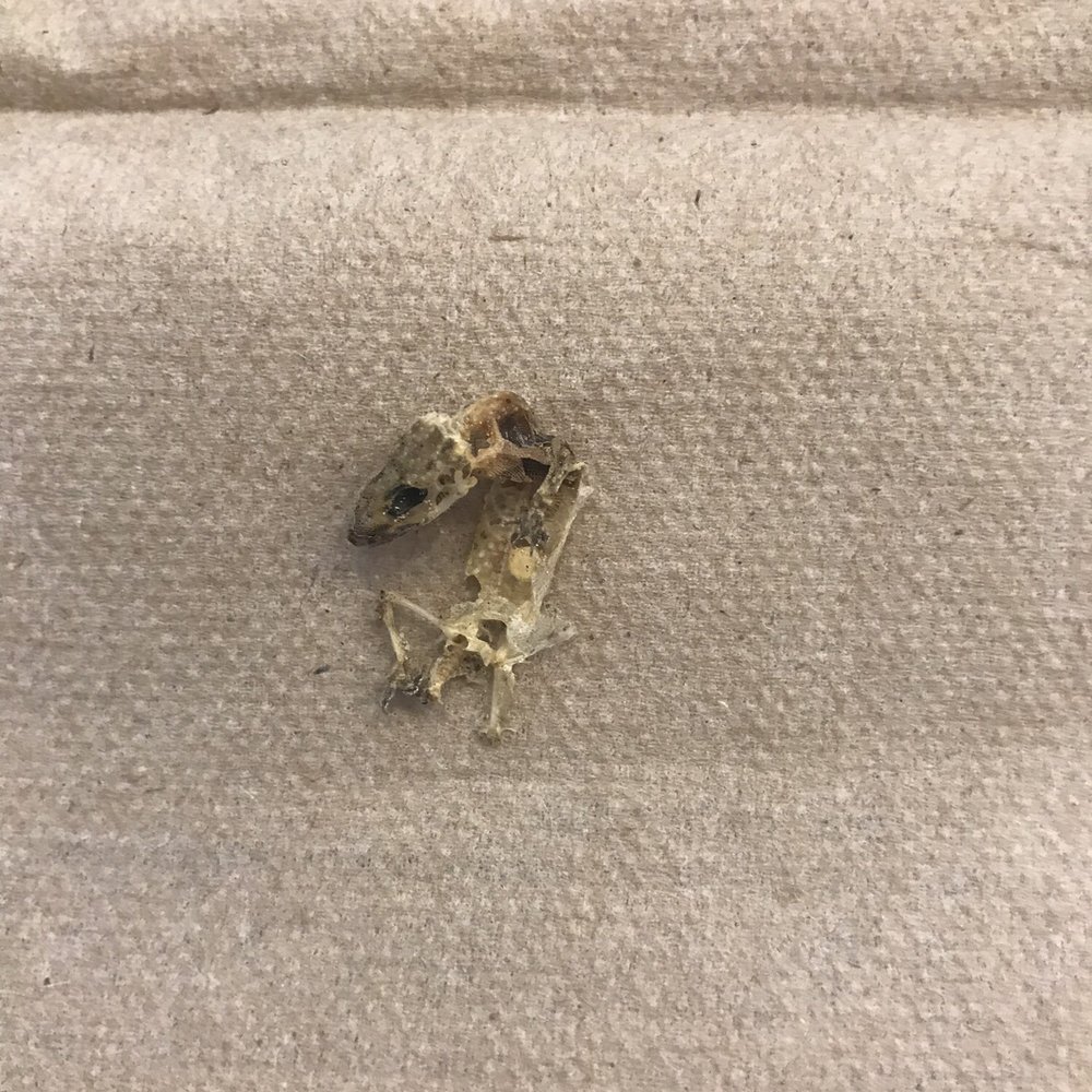 Baby rat skeleton found on furniture in the outdoor units