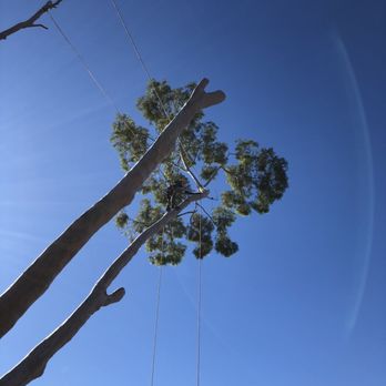 Salcedo Tree Service - Removing a Eucalyptus tree in Encinitas. (Early 2020) - Tree Services Near Me Salcedo Tree Service - Removing a Eucalyptus tree in Encinitas. (Early 2020) - Tree Services Near Me