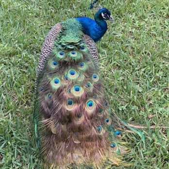 Mayfield Park - Peacock - Parks Near Me - Austin, Texas