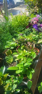 The Living Room by null