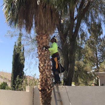 Mr. Tree - Joe getting ready to climb - Tree Services Near Me - Henderson, Nevada