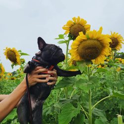Timberline Farms - Dog friendly!  Dog for scale.