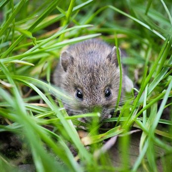 Facility Pest Control - Rodent removal Encino call 818-521-6892 - Pest Control Near Me - Reseda, California Facility Pest Control - Rodent removal Encino call 818-521-6892 - Pest Control Near Me - Reseda, California