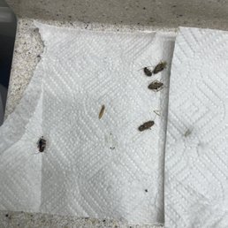 Roaches and mold Roaches and mold