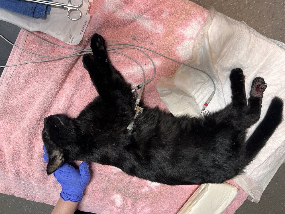 RUTLAND COUNTY HUMANE SOCIETY Updated September 2024 765 Stevens Rd