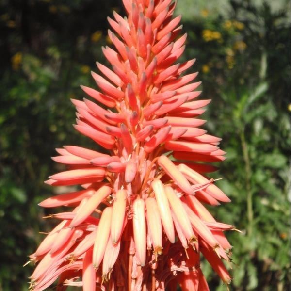 Thompson Lawn Service - veterans service organization in Boise, ID