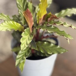 Trader Joe's - Calathea, $7.99,