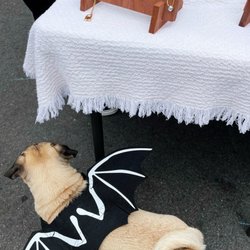 Inner Sunset Flea