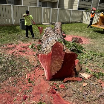 ALS Landscaping - Tree removal 4/24/25 - Tree Services Near Me