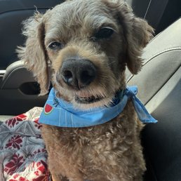 Charlie after day 7 of radiation! Charlie after day 7 of radiation!