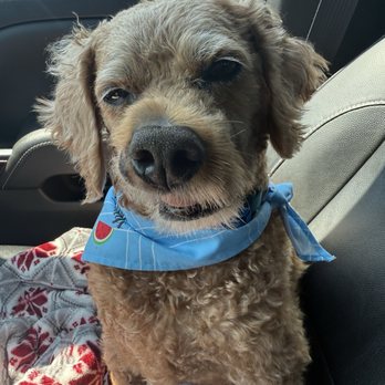 Animal Specialty Center - Charlie after day 7 of radiation! - Veterinarians Near Me - Yonkers, New York Animal Specialty Center - Charlie after day 7 of radiation! - Veterinarians Near Me - Yonkers, New York