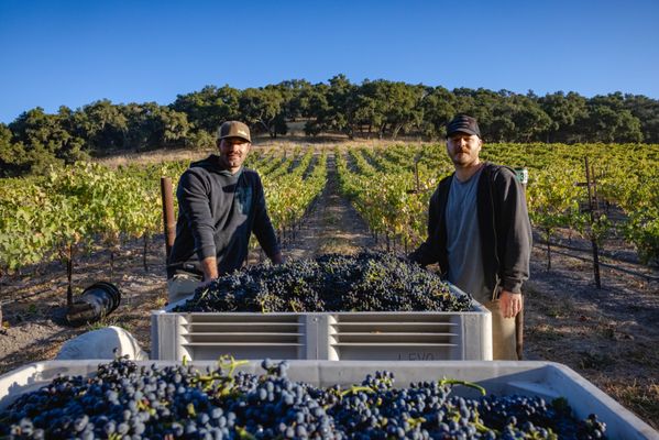 Levo Wine by null