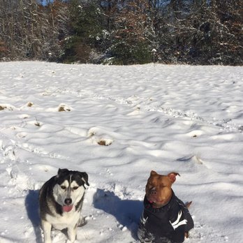 K9 Kompanion Training - Pet Training Near Me