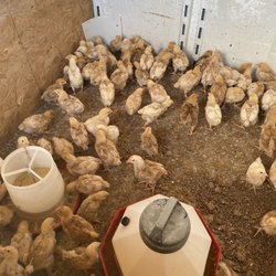Nellis Farm & Feed - Chicks in the truck