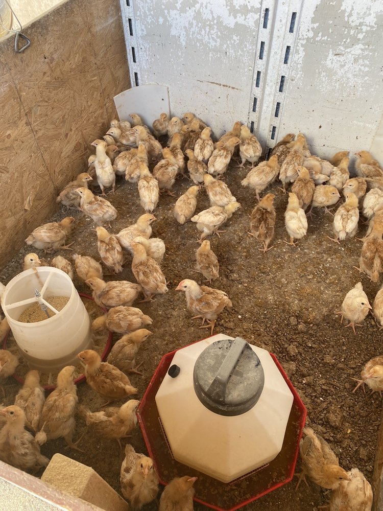 NELLIS FARM & FEED Updated September 2024 12 Photos & 14 Reviews 3084 N Nellis Blvd, Las