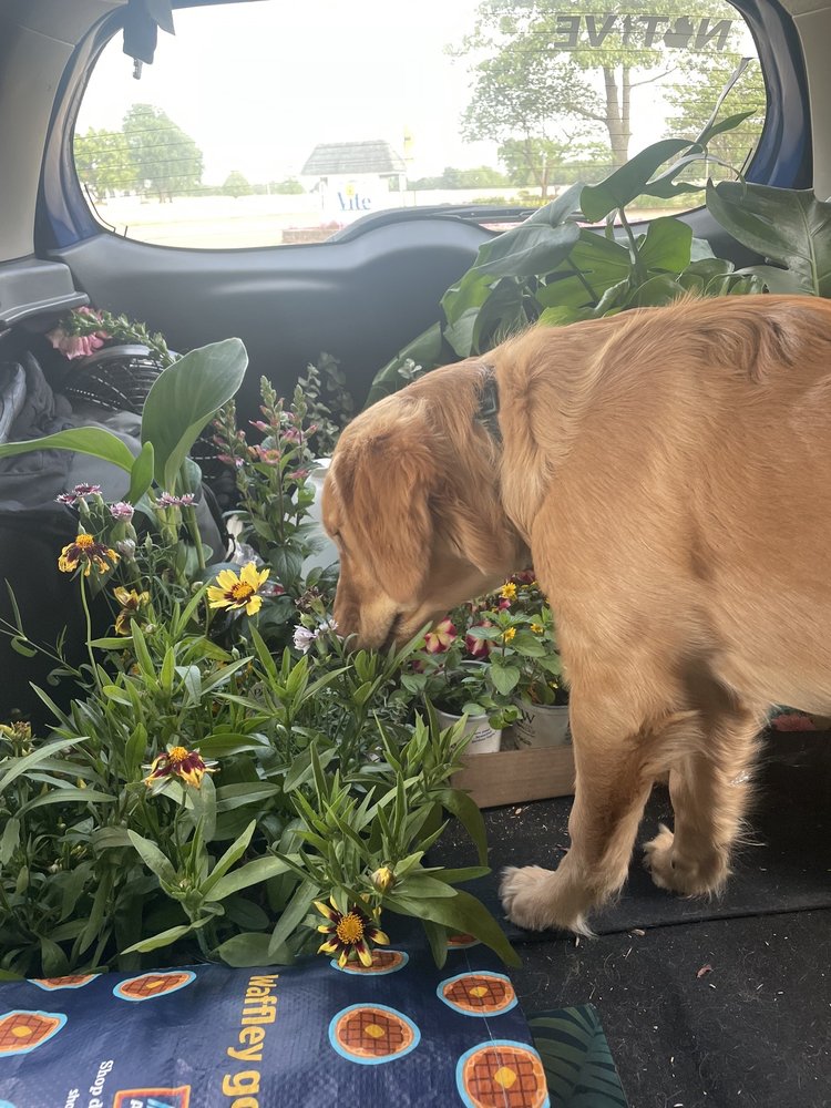 VITE GREENHOUSES Updated September 2024 14 Photos & 13 Reviews