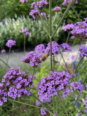 Dixon Gallery & Gardens by null