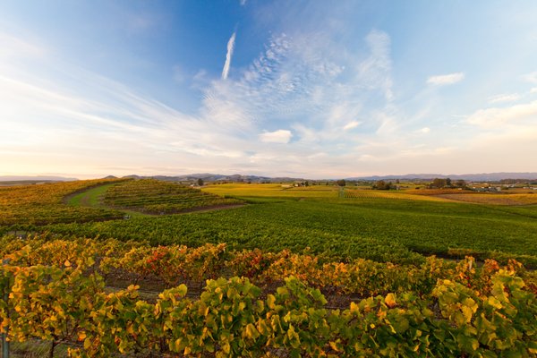 Bouchaine Vineyards by null