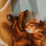 Photo of Scarborough Animal Hospital