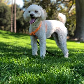 Pets 4 Us - my pups - Pet Groomers Near Me - Glendale, California Pets 4 Us - my pups - Pet Groomers Near Me - Glendale, California