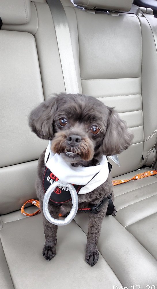 PAMPERED PETS Updated September 2024 800 Kabrich St, Blacksburg