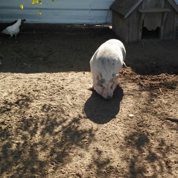 Wishing Star Farm - Kids Activities Near Me - Calhan, Colorado Wishing Star Farm - Kids Activities Near Me - Calhan, Colorado