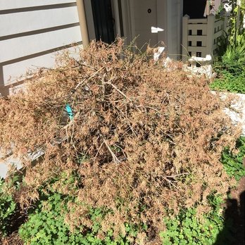 Robson Homes - Robson Homes planted this dead-looking plant, right at front door. We asked Robson Homes CEO/customer service to replace, but they refused! - Real Estate Services Near Me - San Jose, California Robson Homes - Robson Homes planted this dead-looking plant, right at front door. We asked Robson Homes CEO/customer service to replace, but they refused! - Real Estate Services Near Me - San Jose, California