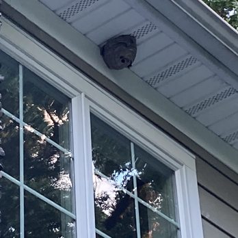 Bugging Out Termite & Pest Control - Wasp nest - Pest Control Near Me - Westwood, New Jersey Bugging Out Termite & Pest Control - Wasp nest - Pest Control Near Me - Westwood, New Jersey