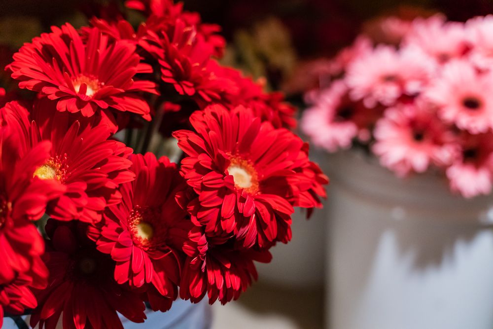 JEAN’S FLOWER BASKET 59 Photos & 38 Reviews Florists 34329