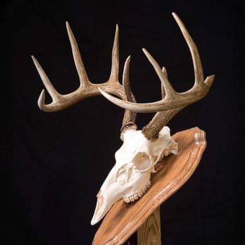 Walnut Creek Awards & Promotions - Walnut Creek Hardwood, Inc. - Hardwood skull/head mounting. - Trophy Shops Near Me - Beloit, Wisconsin Walnut Creek Awards & Promotions - Walnut Creek Hardwood, Inc. - Hardwood skull/head mounting. - Trophy Shops Near Me - Beloit, Wisconsin
