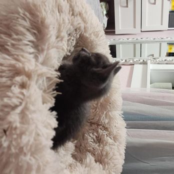BluePearl Pet Hospital - Our sweet cuddles that we had for one week before his passing. - Emergency Pet Hospital Near Me - Tukwila, Washington