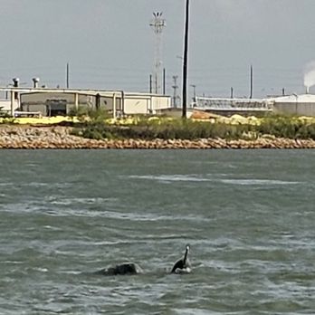 Baywatch Dolphin Tours - Tours Near Me - Galveston, Texas