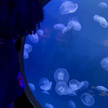 Adventure Aquarium - jellyfish - Aquariums Near Me - Camden, New Jersey Adventure Aquarium - jellyfish - Aquariums Near Me - Camden, New Jersey