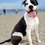 Photo of Red Storm Blues